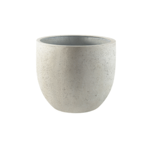 Pot Grigio New Egg Antique White en pot  Hauteur 46cm. Plante verte type Pot Grigio New Egg Antique White, livrée en pot, idéale pour intérieur lumineux.