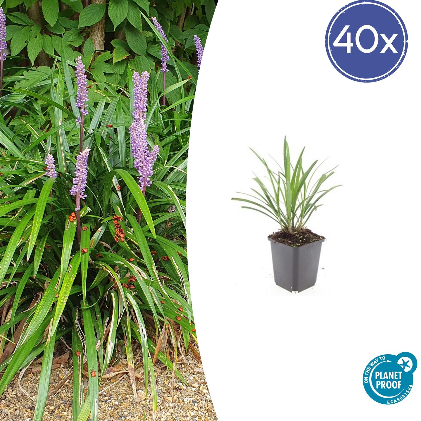 40x Liriope muscari 'Ingwersen' en pot Ø9cm  Hauteur 10cm. Plante verte type 40x Liriope muscari 'Ingwersen', livrée en pot, idéale pour intérieur lumineux.