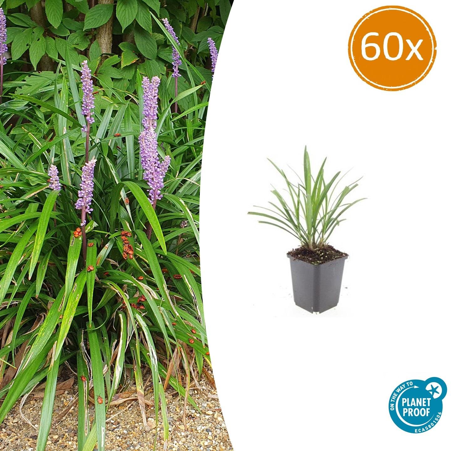 60x Liriope muscari 'Ingwersen' en pot Ø9cm  Hauteur 10cm. Plante verte type 60x Liriope muscari 'Ingwersen', livrée en pot, idéale pour intérieur lumineux.