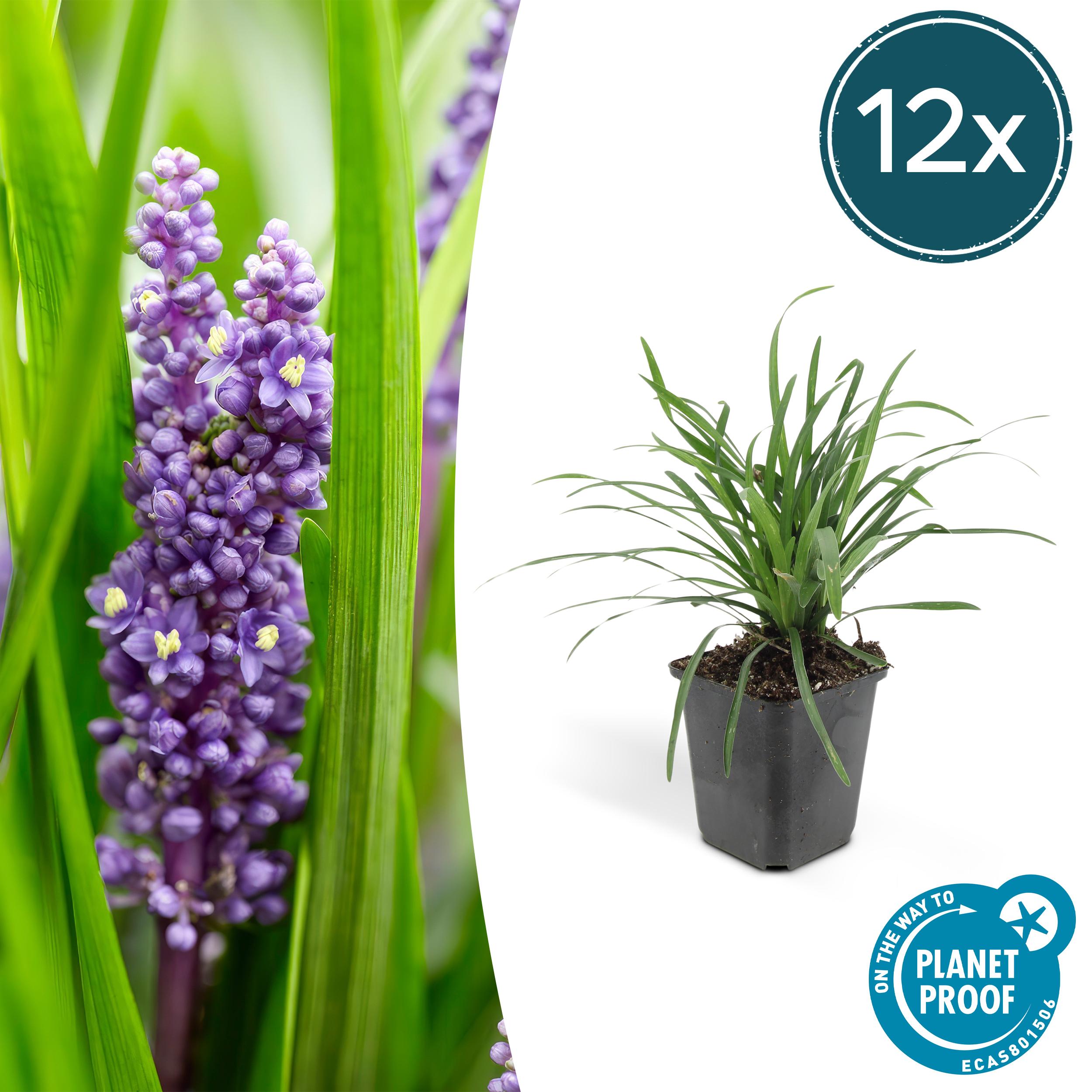 12x Liriope muscari 'Moneymaker' en pot Ø9cm  Hauteur 10cm. Plante verte type 12x Liriope muscari 'Moneymaker', livrée en pot, idéale pour intérieur lumineux.