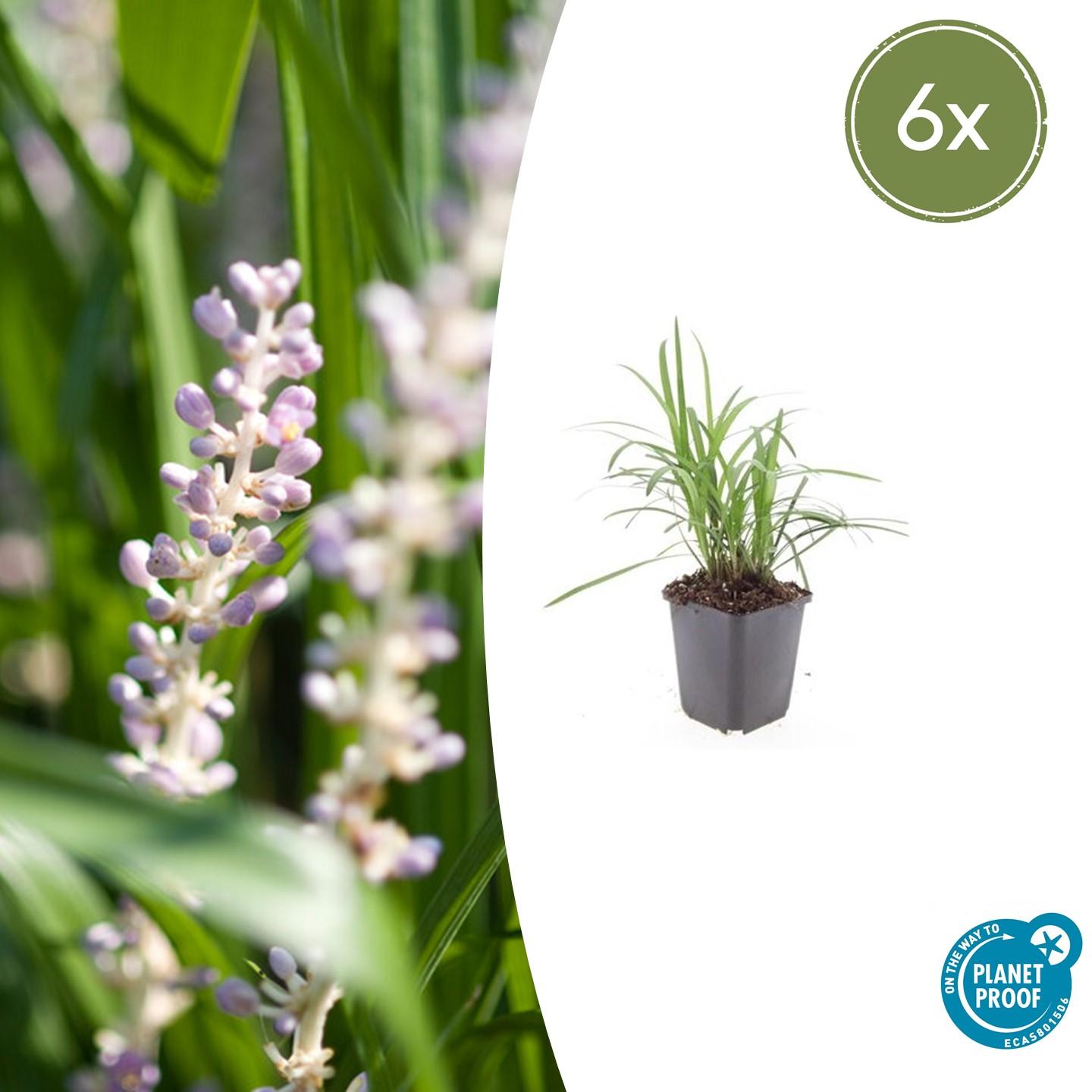 6x Liriope muscari 'Monroe White' en pot Ø9cm  Hauteur 10cm. Plante verte type 6x Liriope muscari 'Monroe White', livrée en pot, idéale pour intérieur lumineux.