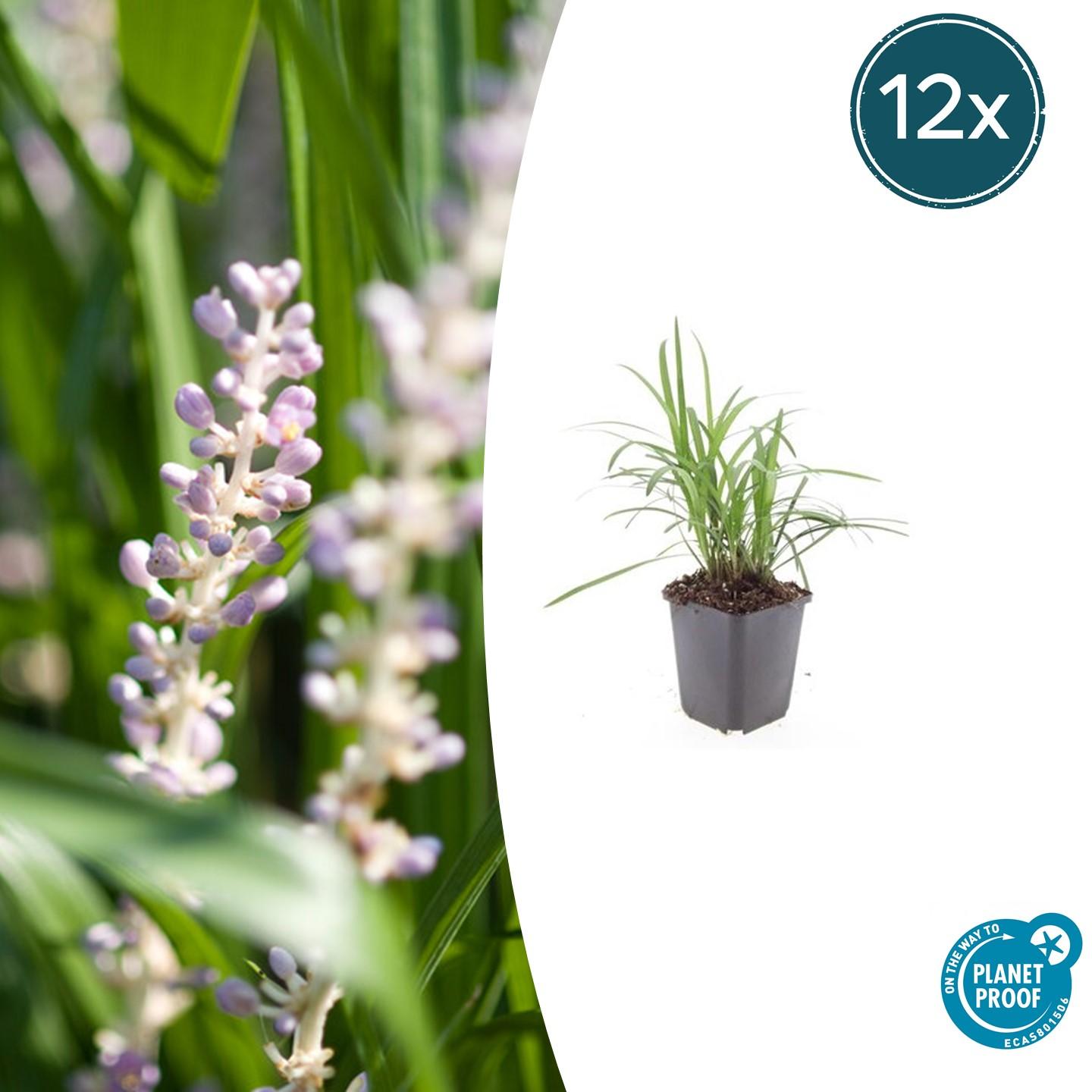 12x Liriope muscari 'Monroe White' en pot Ø9cm  Hauteur 10cm. Plante verte type 12x Liriope muscari 'Monroe White', livrée en pot, idéale pour intérieur lumineux.
