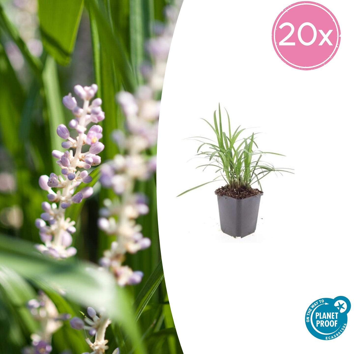 20x Liriope muscari 'Monroe White' en pot Ø9cm  Hauteur 10cm. Plante verte type 20x Liriope muscari 'Monroe White', livrée en pot, idéale pour intérieur lumineux.