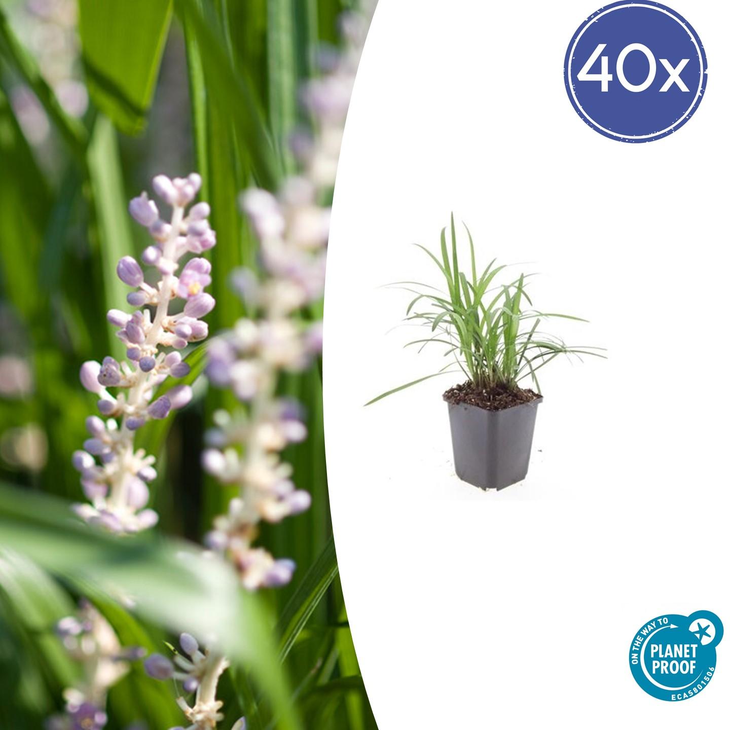 40x Liriope muscari 'Monroe White' en pot Ø9cm  Hauteur 10cm. Plante verte type 40x Liriope muscari 'Monroe White', livrée en pot, idéale pour intérieur lumineux.