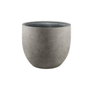 Pot Grigio New Egg Natural Concrete en pot  Hauteur 38cm. Plante verte type Pot Grigio New Egg Natural Concrete, livrée en pot, idéale pour intérieur lumineux.