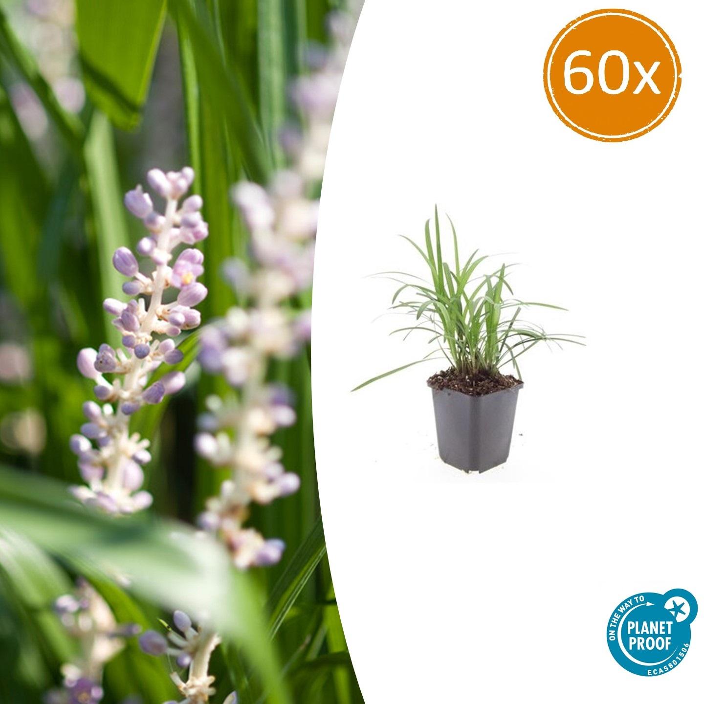 60x Liriope muscari 'Monroe White' en pot Ø9cm  Hauteur 10cm. Plante verte type 60x Liriope muscari 'Monroe White', livrée en pot, idéale pour intérieur lumineux.