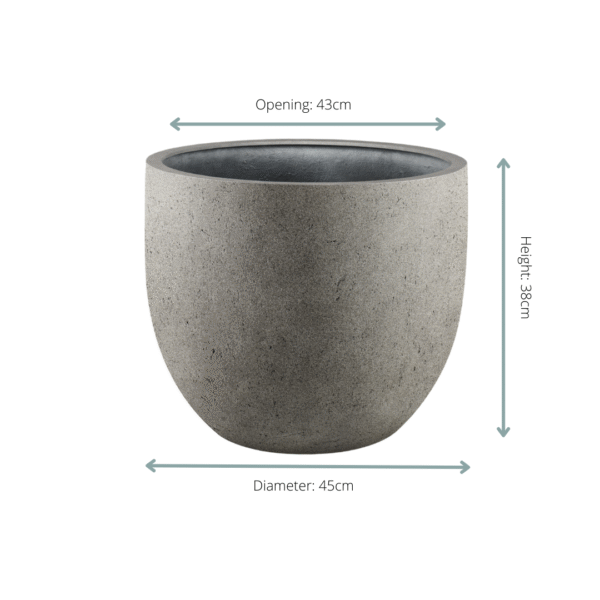 Pot Grigio New Egg Natural Concrete en pot  Hauteur 38cm. Plante verte type Pot Grigio New Egg Natural Concrete, livrée en pot, idéale pour intérieur lumineux. – Image 2