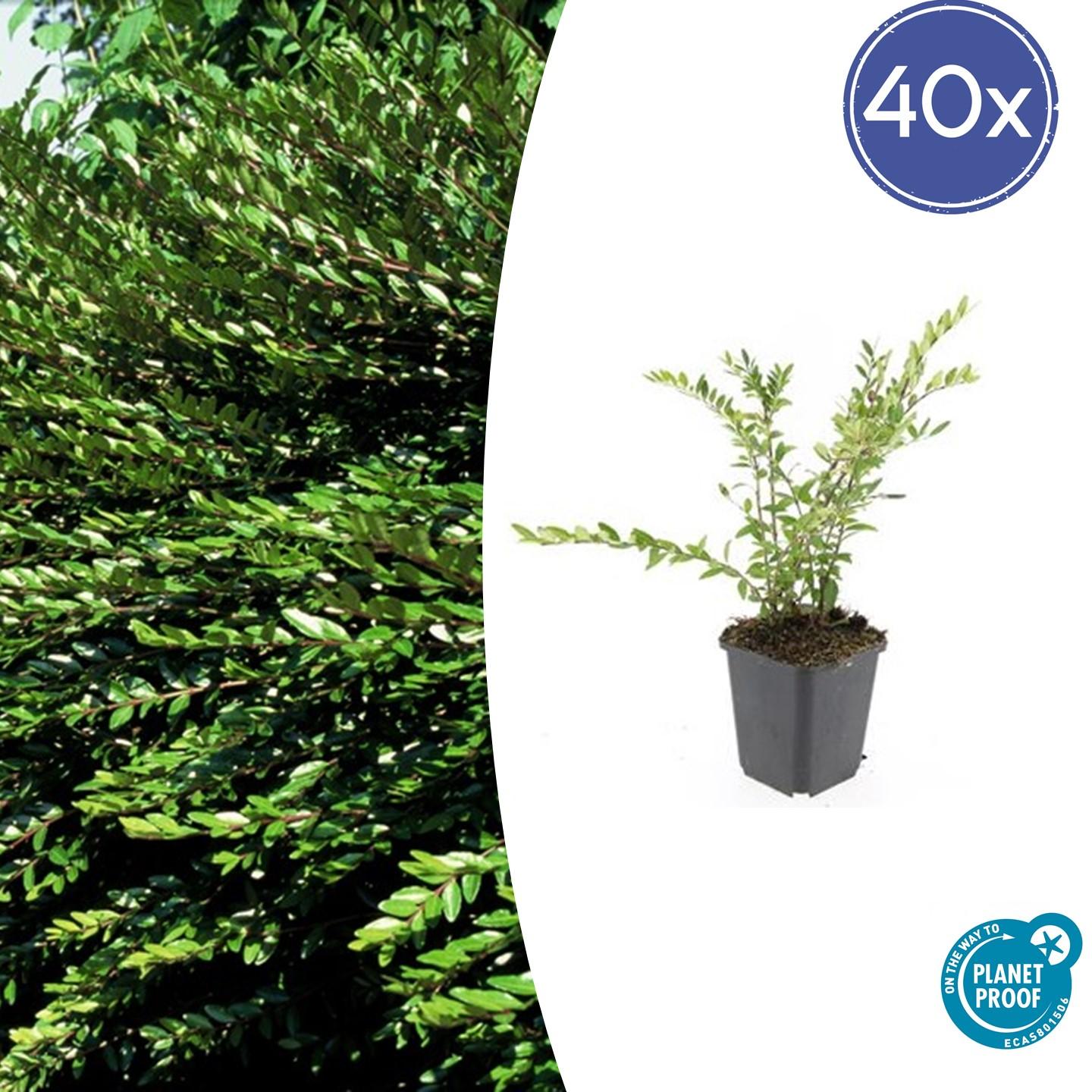 40x Lonicera pileata en pot Ø9cm  Hauteur 10cm. Plante verte type 40x Lonicera pileata, livrée en pot, idéale pour intérieur lumineux.