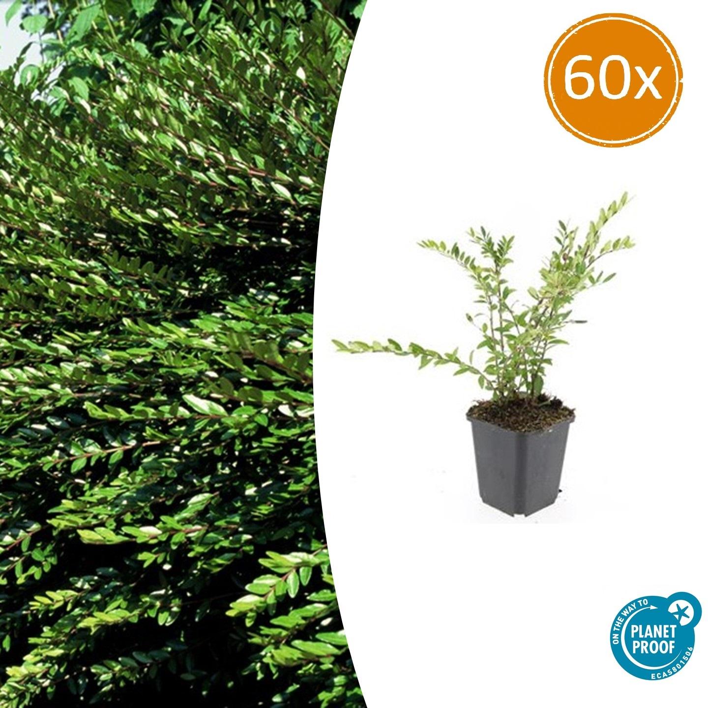 60x Lonicera pileata en pot Ø9cm  Hauteur 10cm. Plante verte type 60x Lonicera pileata, livrée en pot, idéale pour intérieur lumineux.