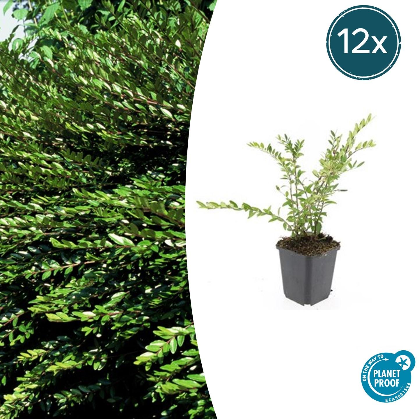 12x Lonicera pileata 'Purple Pearl' en pot Ø9cm  Hauteur 10cm. Plante verte type 12x Lonicera pileata 'Purple Pearl', livrée en pot, idéale pour intérieur lumineux.
