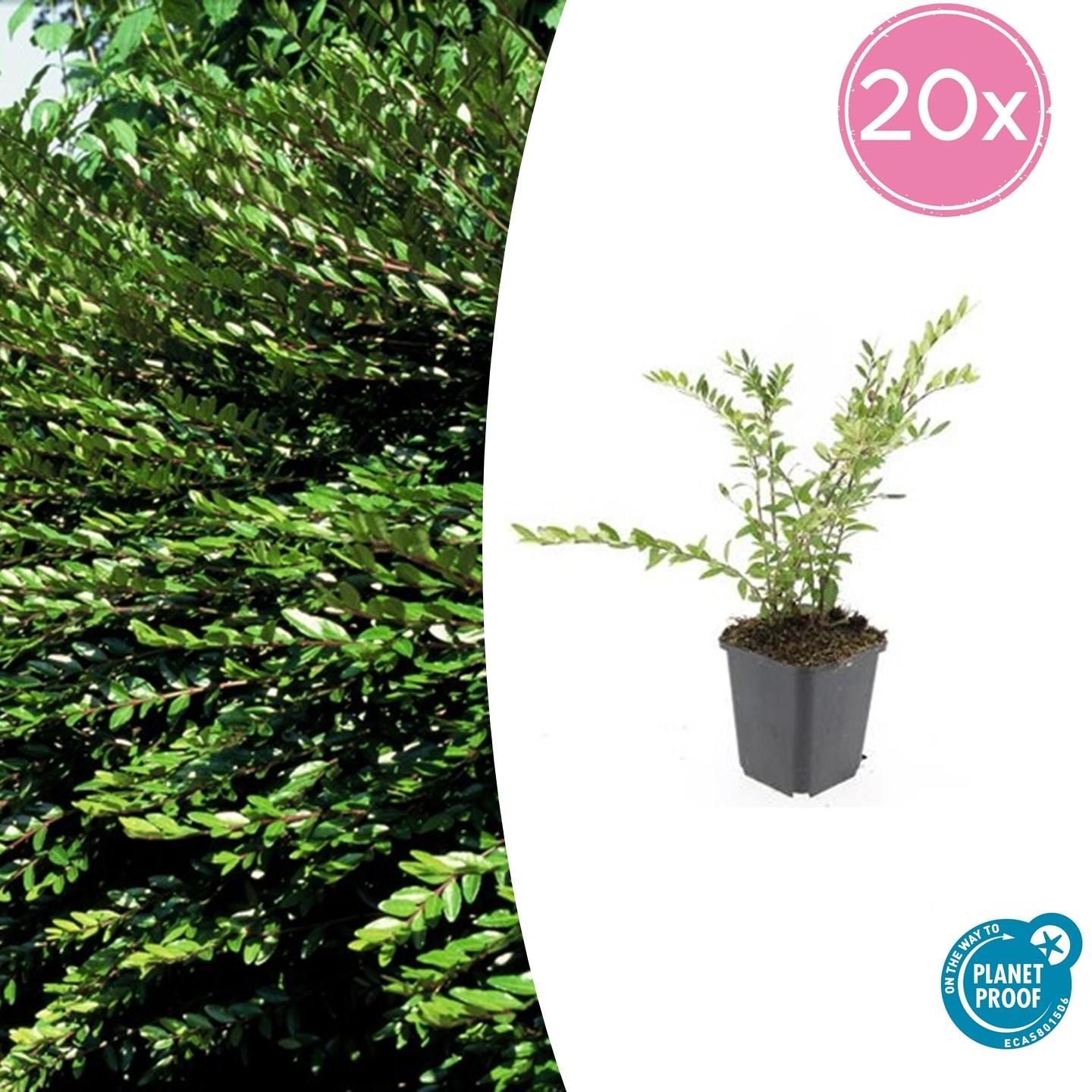 20x Lonicera pileata 'Purple Pearl' en pot Ø9cm  Hauteur 10cm. Plante verte type 20x Lonicera pileata 'Purple Pearl', livrée en pot, idéale pour intérieur lumineux.