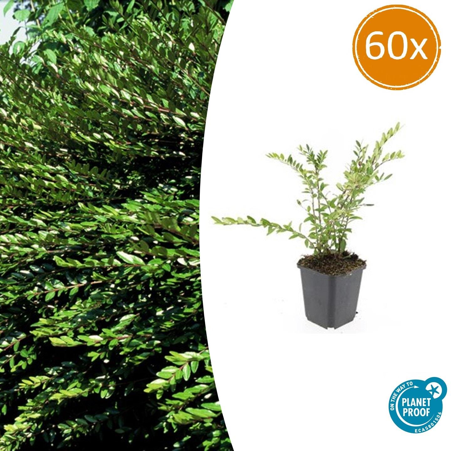 60x Lonicera pileata 'Purple Pearl' en pot Ø9cm  Hauteur 10cm. Plante verte type 60x Lonicera pileata 'Purple Pearl', livrée en pot, idéale pour intérieur lumineux.