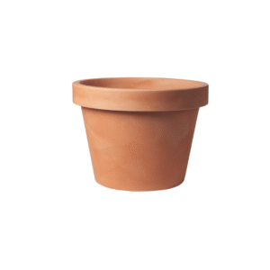 Lira Terra en pot  Hauteur 68cm. Plante verte type Lira Terra, livrée en pot, idéale pour intérieur lumineux.
