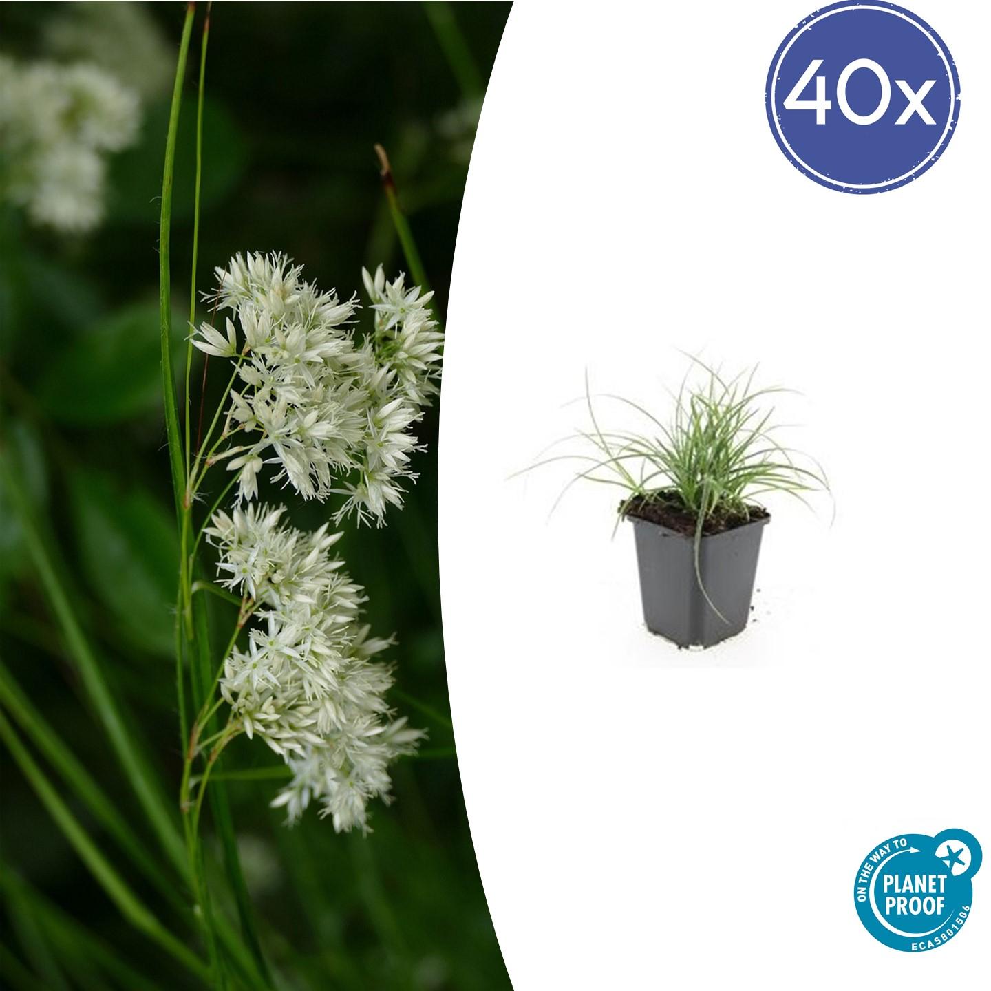 40x Luzula nivea en pot Ø9cm  Hauteur 10cm. Plante verte type 40x Luzula nivea, livrée en pot, idéale pour intérieur lumineux.