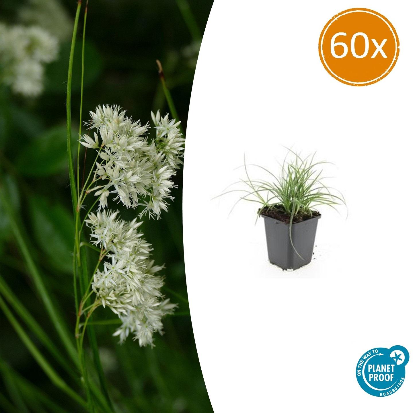 60x Luzula nivea en pot Ø9cm  Hauteur 10cm. Plante verte type 60x Luzula nivea, livrée en pot, idéale pour intérieur lumineux.