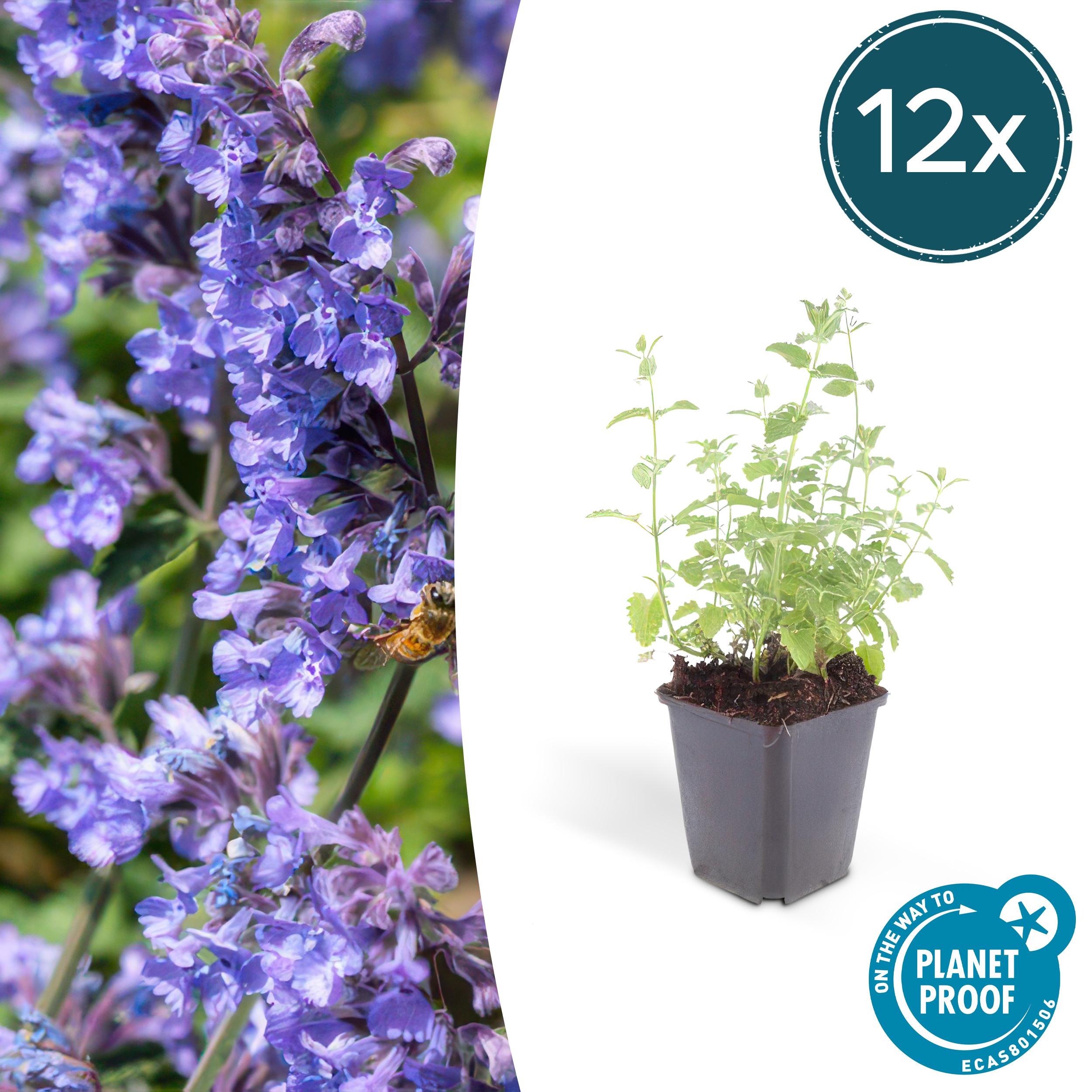 12x Nepeta 'Six Hills Giant' en pot Ø9cm  Hauteur 10cm. Plante verte type 12x Nepeta 'Six Hills Giant', livrée en pot, idéale pour intérieur lumineux.
