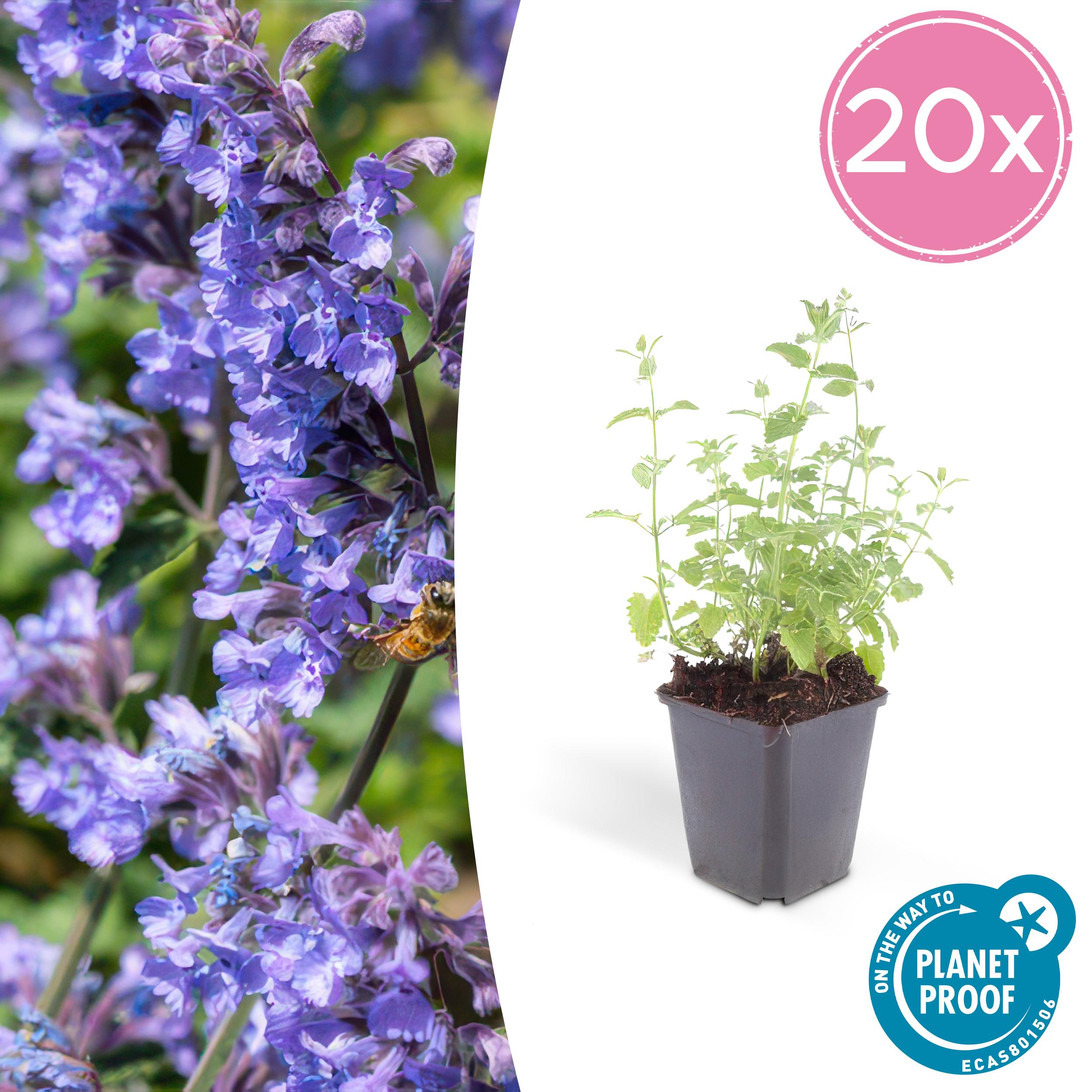 20x Nepeta 'Six Hills Giant' en pot Ø9cm  Hauteur 10cm. Plante verte type 20x Nepeta 'Six Hills Giant', livrée en pot, idéale pour intérieur lumineux.