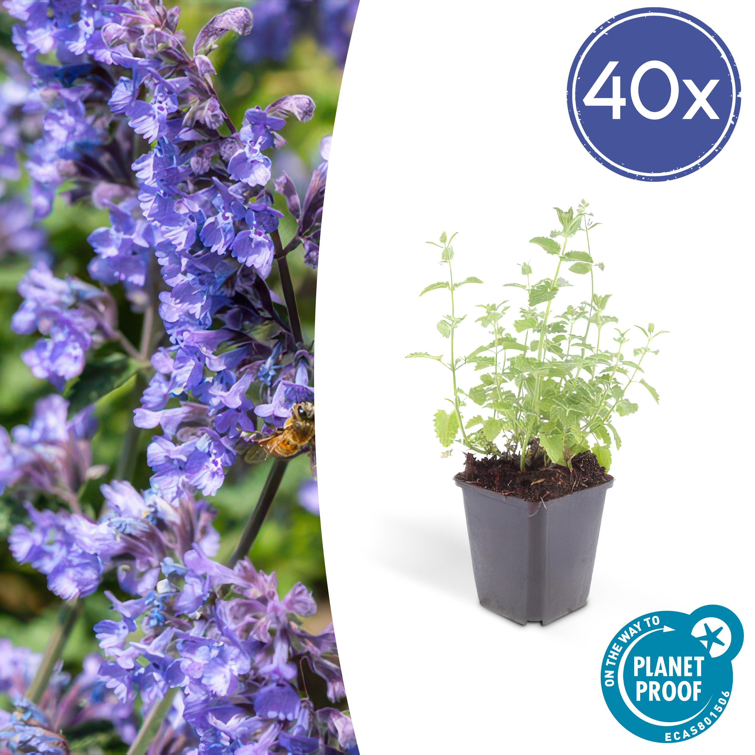 40x Nepeta 'Six Hills Giant' en pot Ø9cm  Hauteur 10cm. Plante verte type 40x Nepeta 'Six Hills Giant', livrée en pot, idéale pour intérieur lumineux.