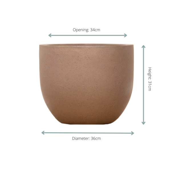 Pot Grigio New Egg Bronze en pot  Hauteur 31cm. Plante verte type Pot Grigio New Egg Bronze, livrée en pot, idéale pour intérieur lumineux. – Image 2