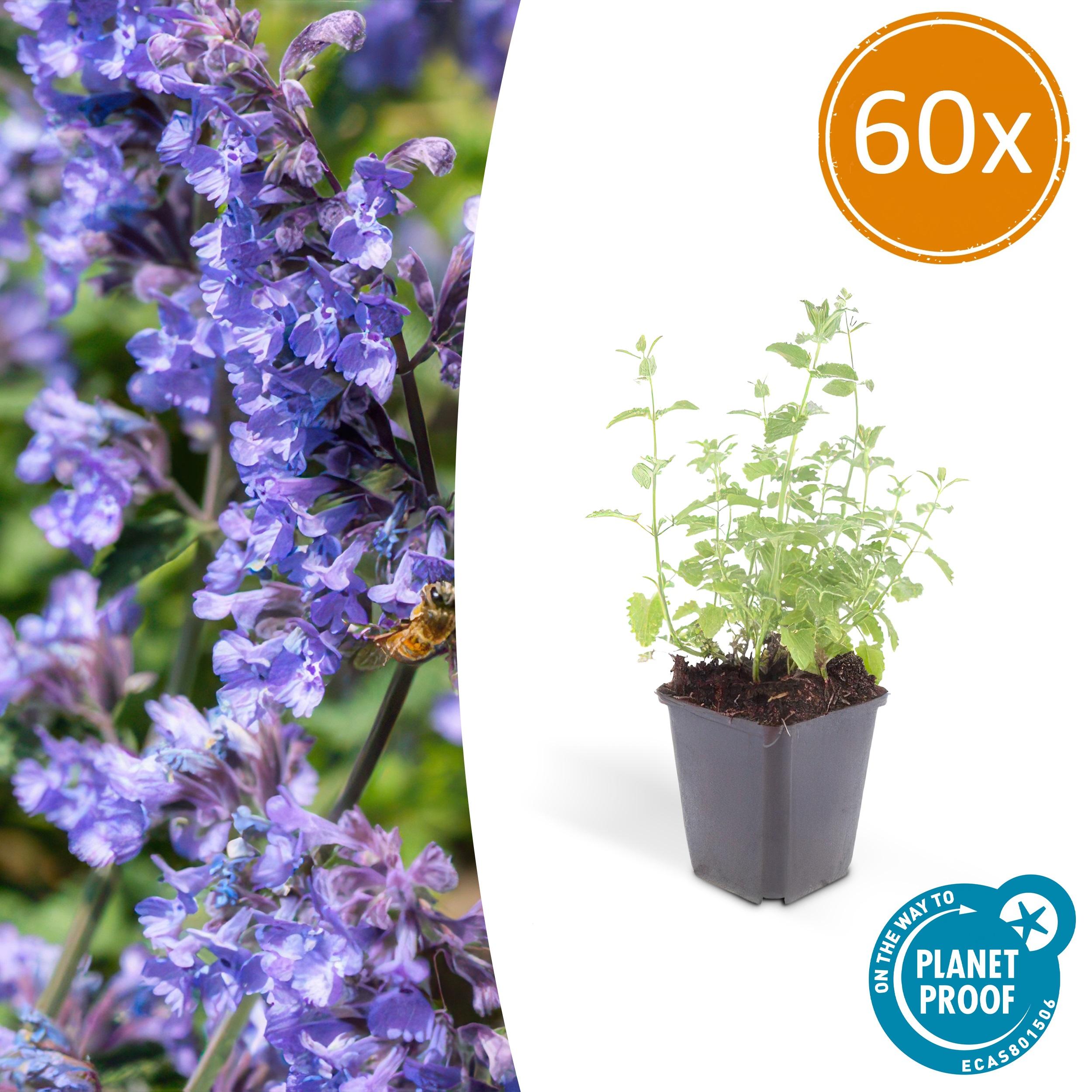 60x Nepeta 'Six Hills Giant' en pot Ø9cm  Hauteur 10cm. Plante verte type 60x Nepeta 'Six Hills Giant', livrée en pot, idéale pour intérieur lumineux.