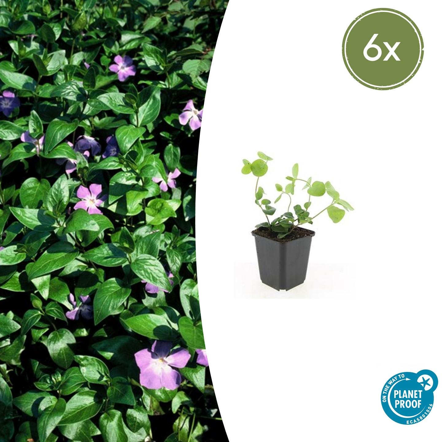 6x Vinca major en pot Ø9cm  Hauteur 10cm. Plante verte type 6x Vinca major, livrée en pot, idéale pour intérieur lumineux.