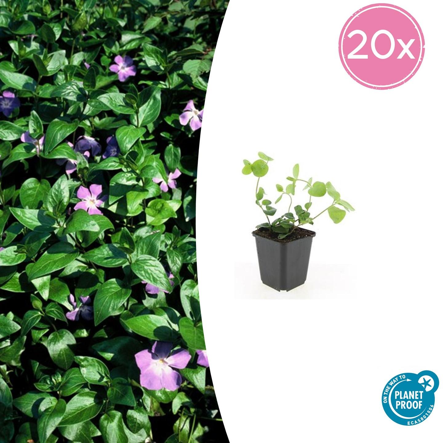 20x Vinca major en pot Ø9cm  Hauteur 10cm. Plante verte type 20x Vinca major, livrée en pot, idéale pour intérieur lumineux.