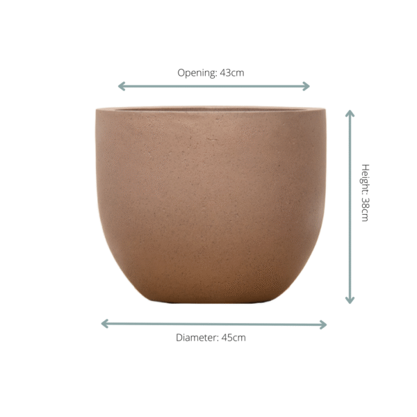 Pot Grigio New Egg Bronze en pot  Hauteur 38cm. Plante verte type Pot Grigio New Egg Bronze, livrée en pot, idéale pour intérieur lumineux. – Image 2
