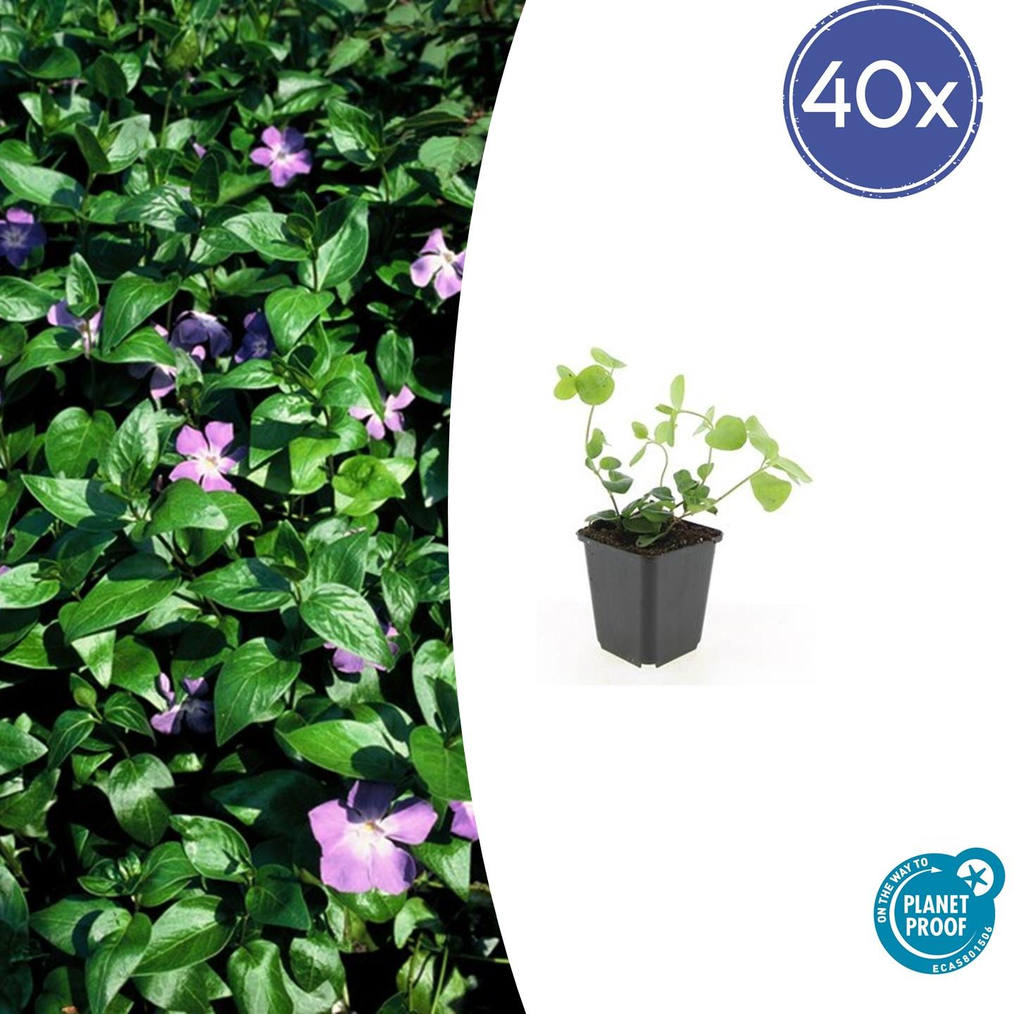 40x Vinca major en pot Ø9cm  Hauteur 10cm. Plante verte type 40x Vinca major, livrée en pot, idéale pour intérieur lumineux.
