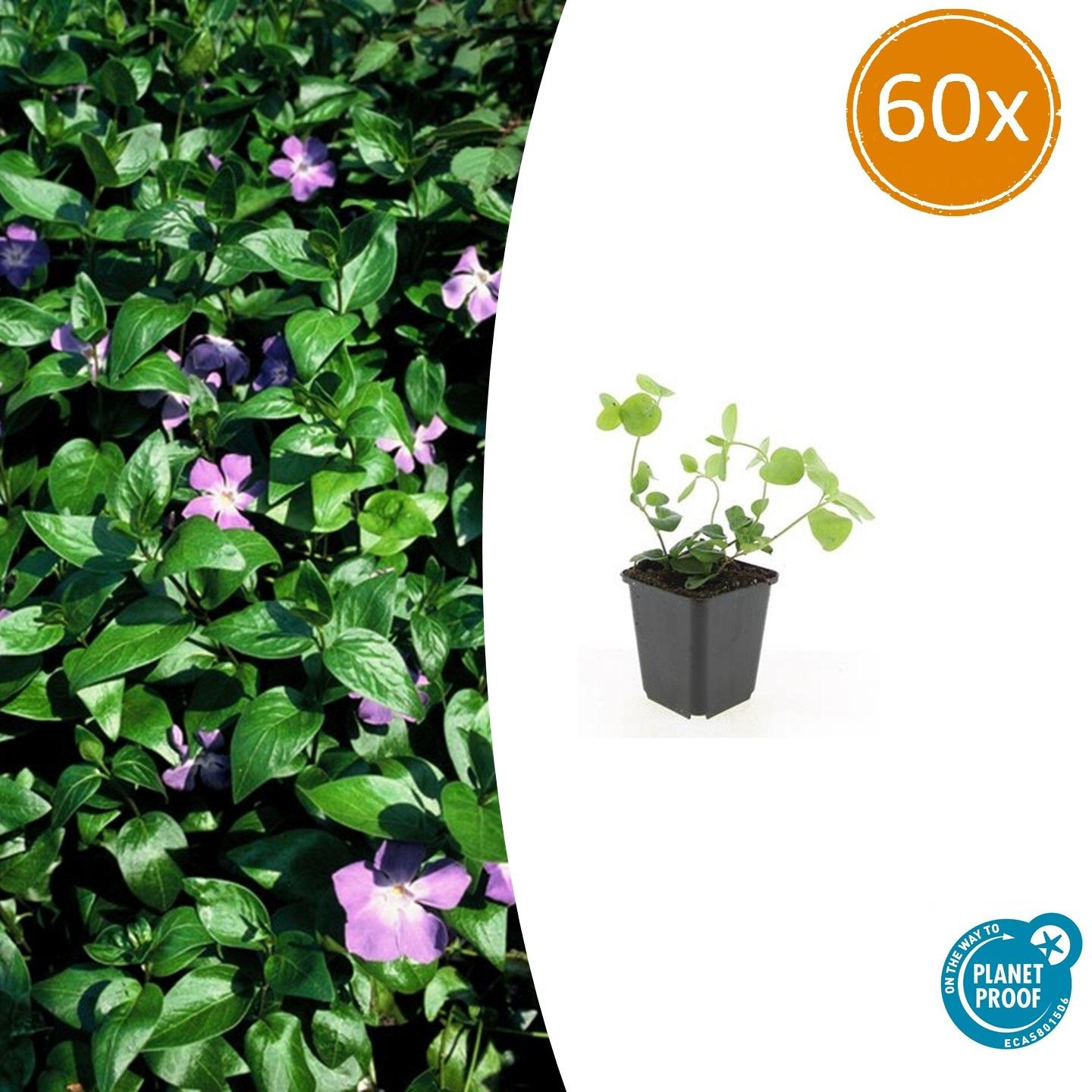 60x Vinca major en pot Ø9cm  Hauteur 10cm. Plante verte type 60x Vinca major, livrée en pot, idéale pour intérieur lumineux.