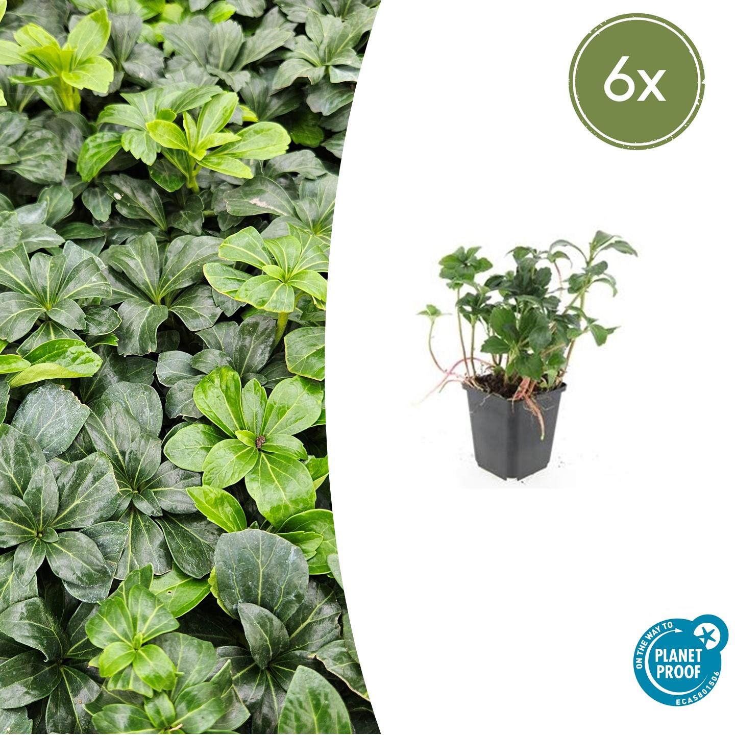 6x Pachysandra term. 'Green Sheen' en pot Ø9cm  Hauteur 10cm. Plante verte type 6x Pachysandra term. 'Green Sheen', livrée en pot, idéale pour intérieur lumineux.