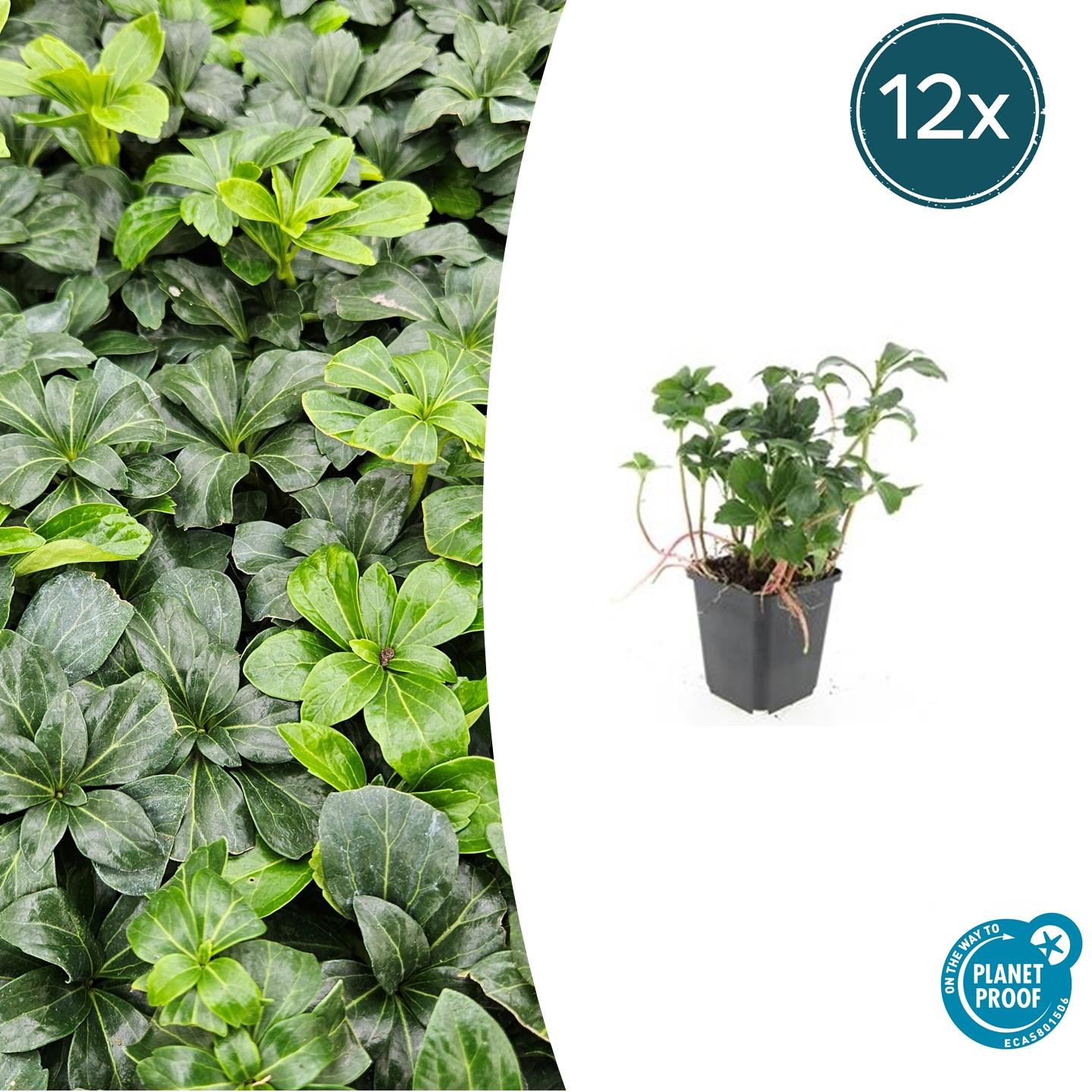12x Pachysandra term. 'Green Sheen' en pot Ø9cm  Hauteur 10cm. Plante verte type 12x Pachysandra term. 'Green Sheen', livrée en pot, idéale pour intérieur lumineux.
