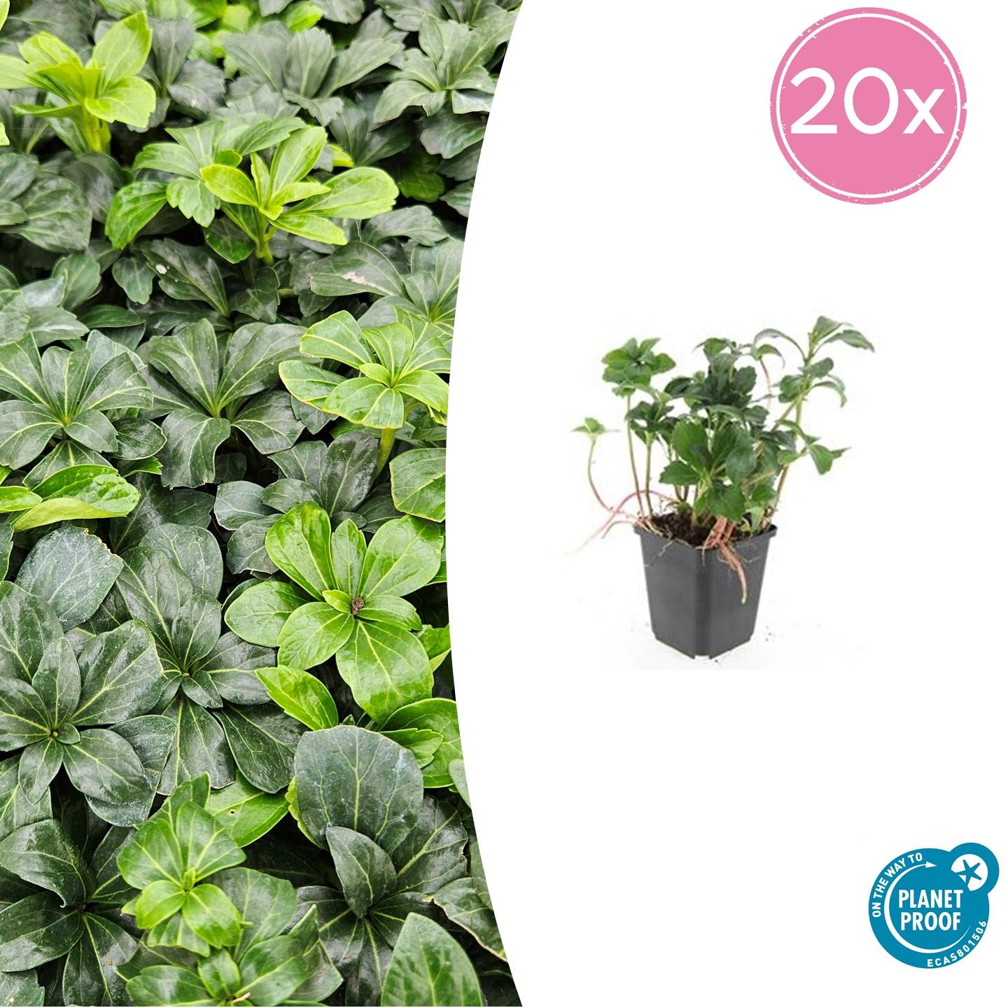 20x Pachysandra term. 'Green Sheen' en pot Ø9cm  Hauteur 10cm. Plante verte type 20x Pachysandra term. 'Green Sheen', livrée en pot, idéale pour intérieur lumineux.