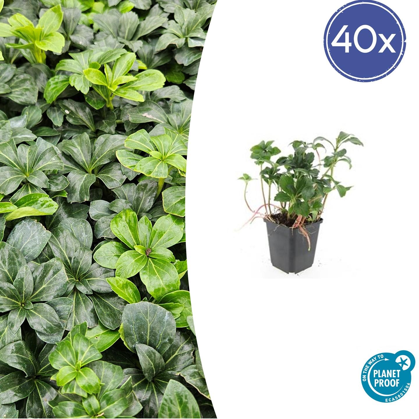 40x Pachysandra term. 'Green Sheen' en pot Ø9cm  Hauteur 10cm. Plante verte type 40x Pachysandra term. 'Green Sheen', livrée en pot, idéale pour intérieur lumineux.