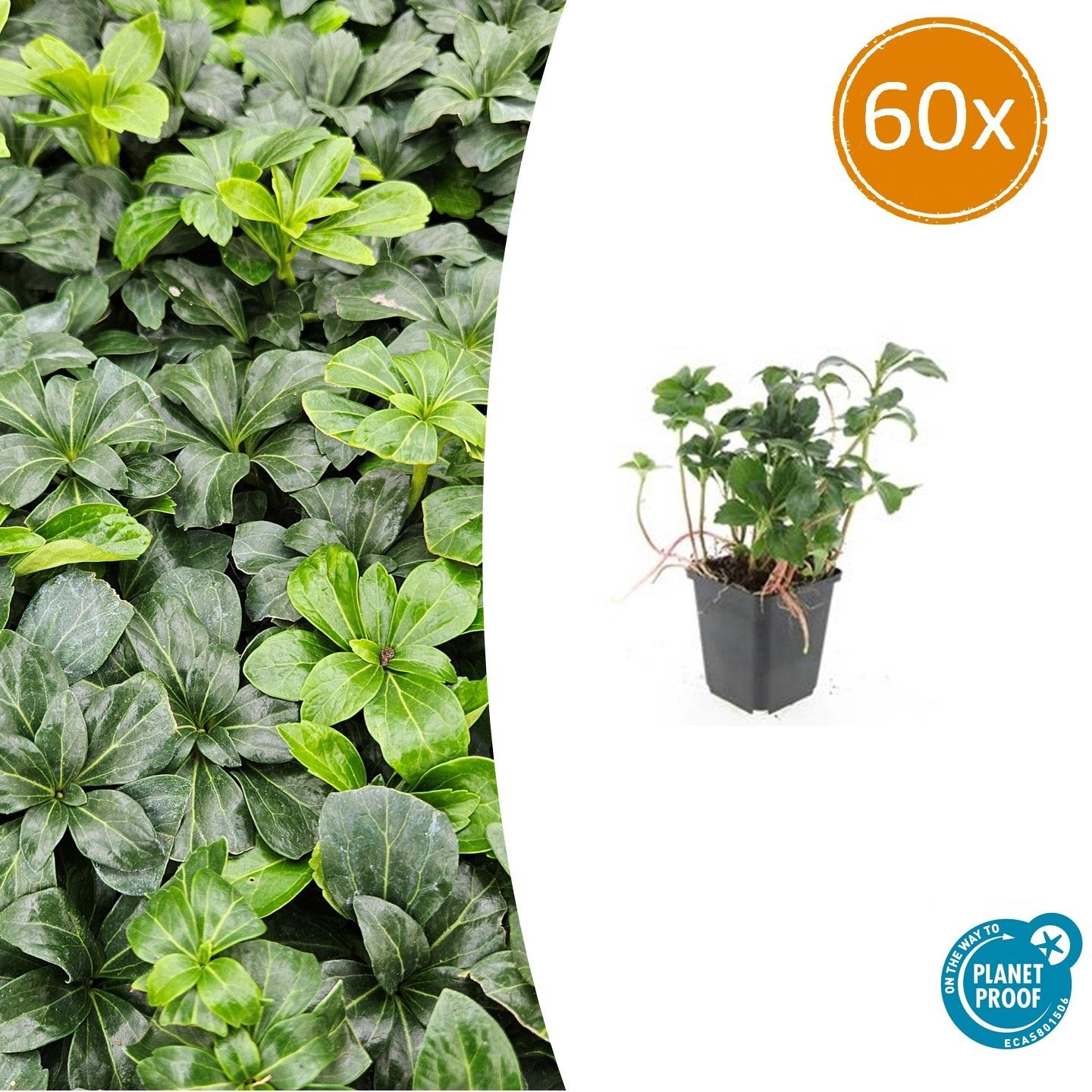 60x Pachysandra term. 'Green Sheen' en pot Ø9cm  Hauteur 10cm. Plante verte type 60x Pachysandra term. 'Green Sheen', livrée en pot, idéale pour intérieur lumineux.