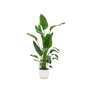 Combi deal en pot Ø30cm. Plante verte type Combi deal, livrée en pot, idéale pour intérieur lumineux.