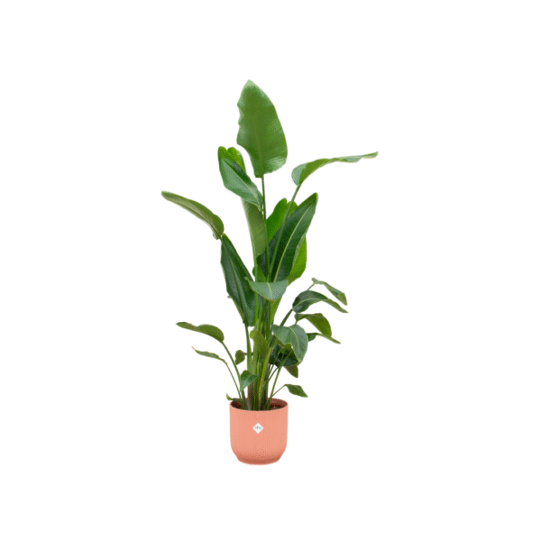 Combi deal en pot Ø30cm. Plante verte type Combi deal, livrée en pot, idéale pour intérieur lumineux.