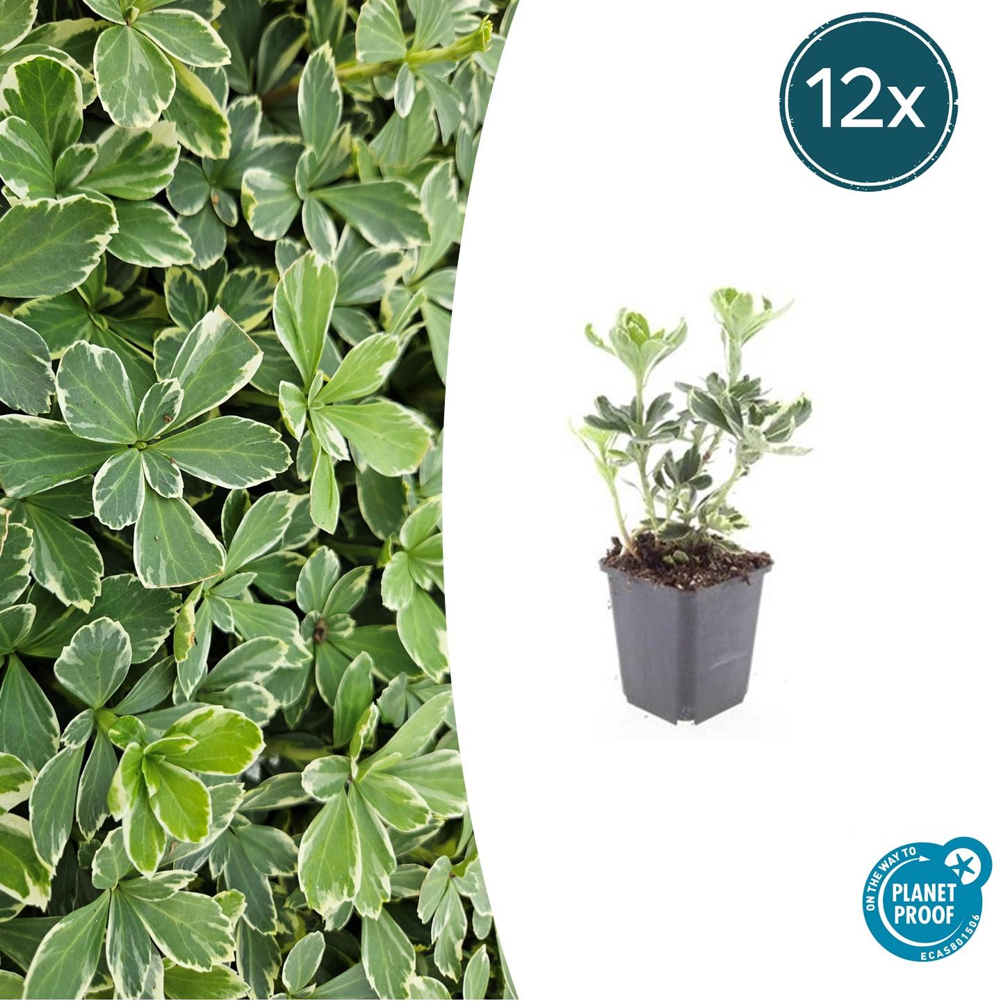 12x Pachysandra term. 'Variegata' en pot Ø9cm  Hauteur 10cm. Plante verte type 12x Pachysandra term. 'Variegata', livrée en pot, idéale pour intérieur lumineux.