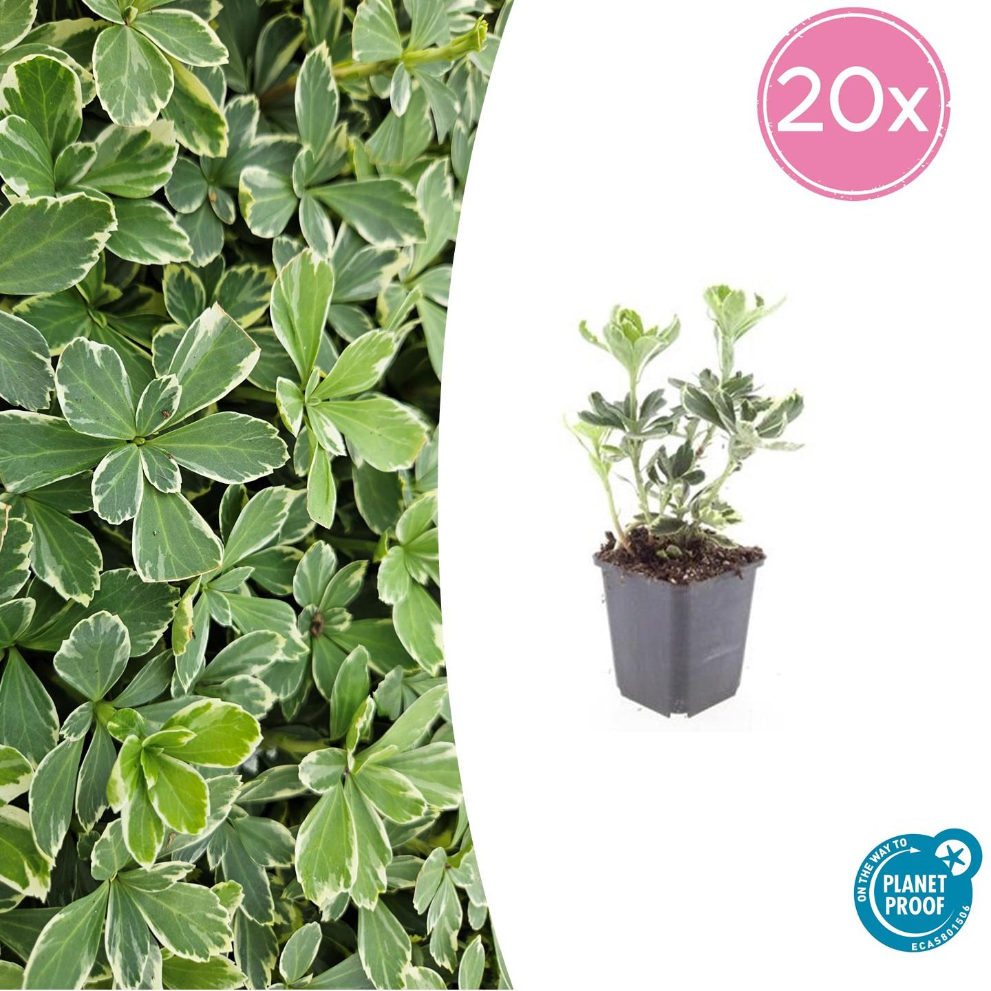 20x Pachysandra term. 'Variegata' en pot Ø9cm  Hauteur 10cm. Plante verte type 20x Pachysandra term. 'Variegata', livrée en pot, idéale pour intérieur lumineux.