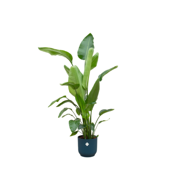 Combi deal en pot Ø30cm. Plante verte type Combi deal, livrée en pot, idéale pour intérieur lumineux.