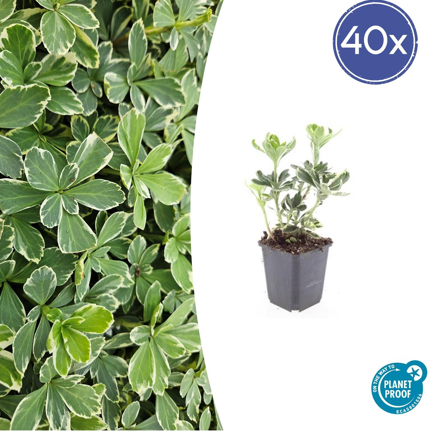 40x Pachysandra term. 'Variegata' en pot Ø9cm  Hauteur 10cm. Plante verte type 40x Pachysandra term. 'Variegata', livrée en pot, idéale pour intérieur lumineux.