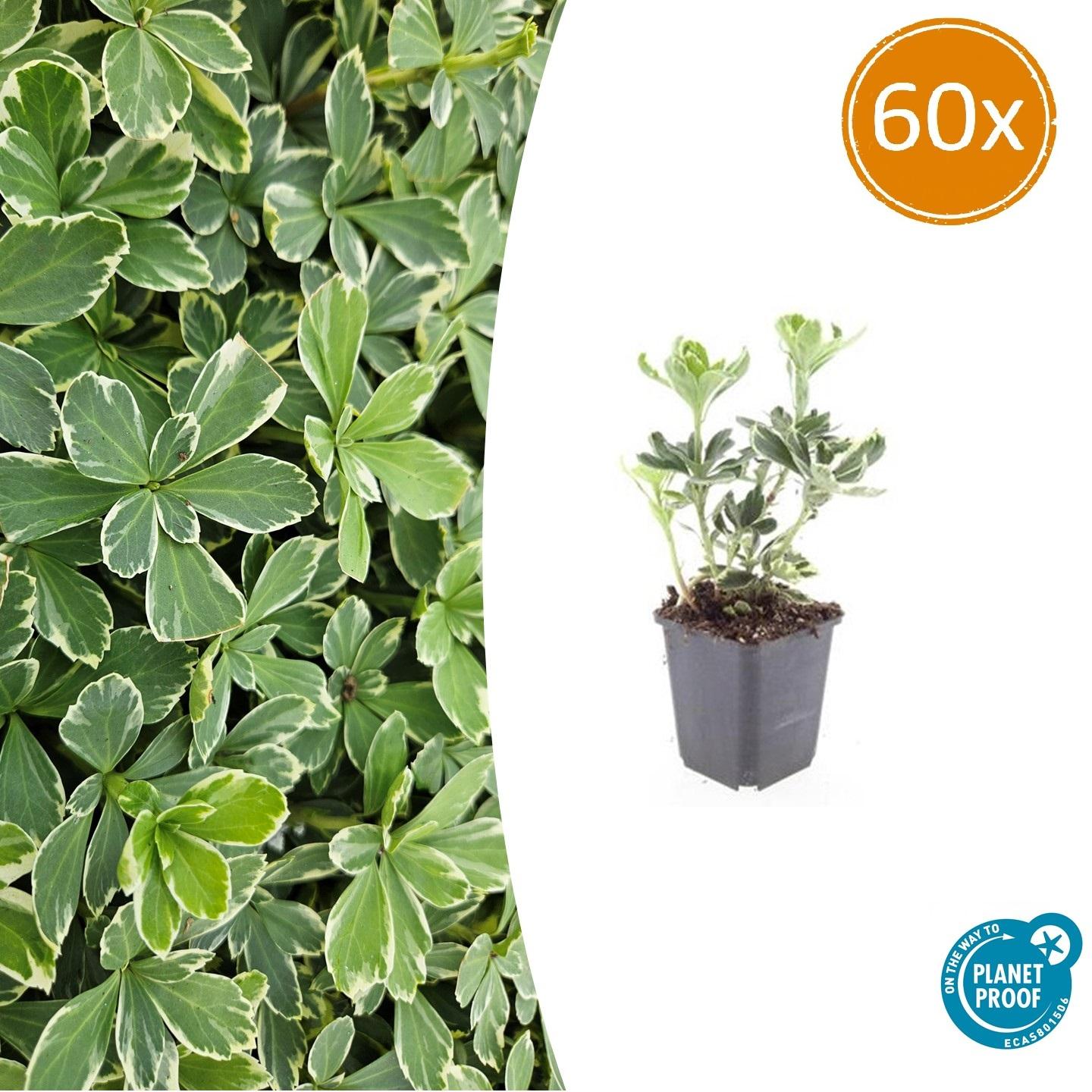 60x Pachysandra term. 'Variegata' en pot Ø9cm  Hauteur 10cm. Plante verte type 60x Pachysandra term. 'Variegata', livrée en pot, idéale pour intérieur lumineux.