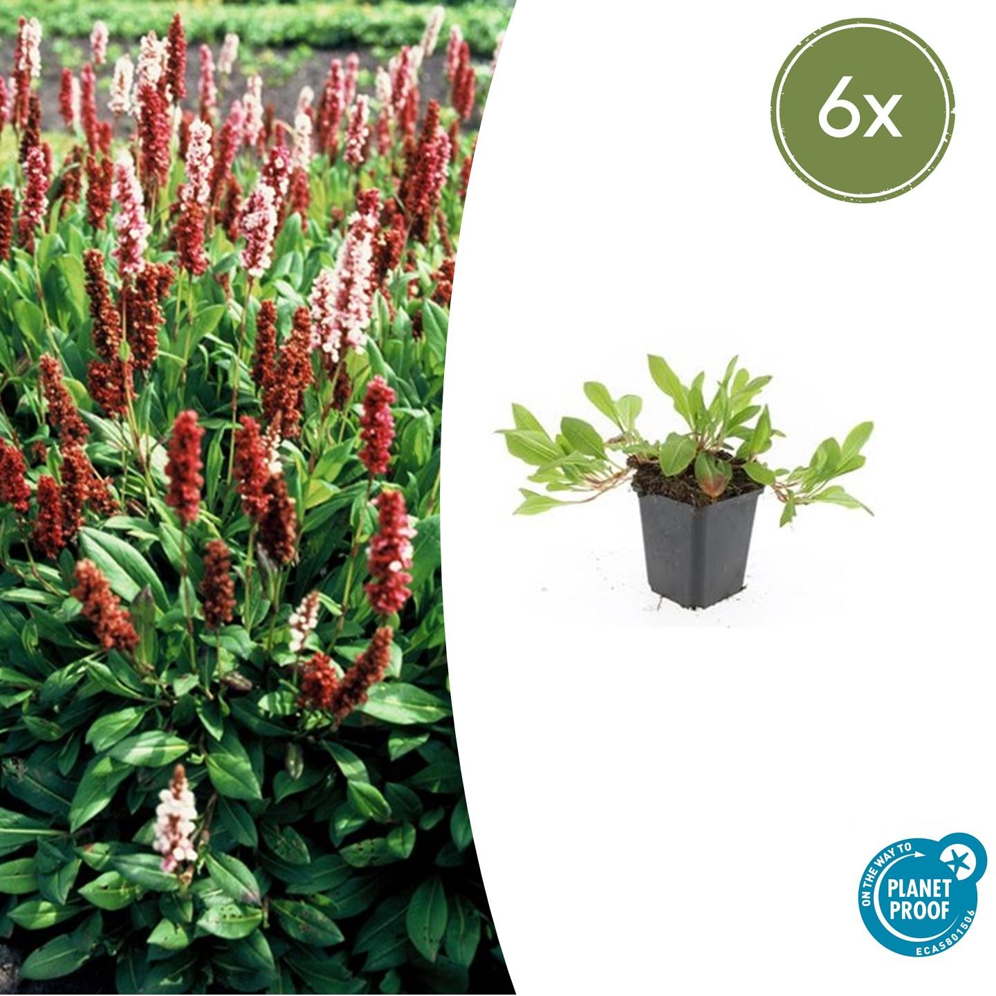 6x Persicaria aff. 'Darjeeling Red' en pot Ø9cm  Hauteur 10cm. Plante verte type 6x Persicaria aff. 'Darjeeling Red', livrée en pot, idéale pour intérieur lumineux.