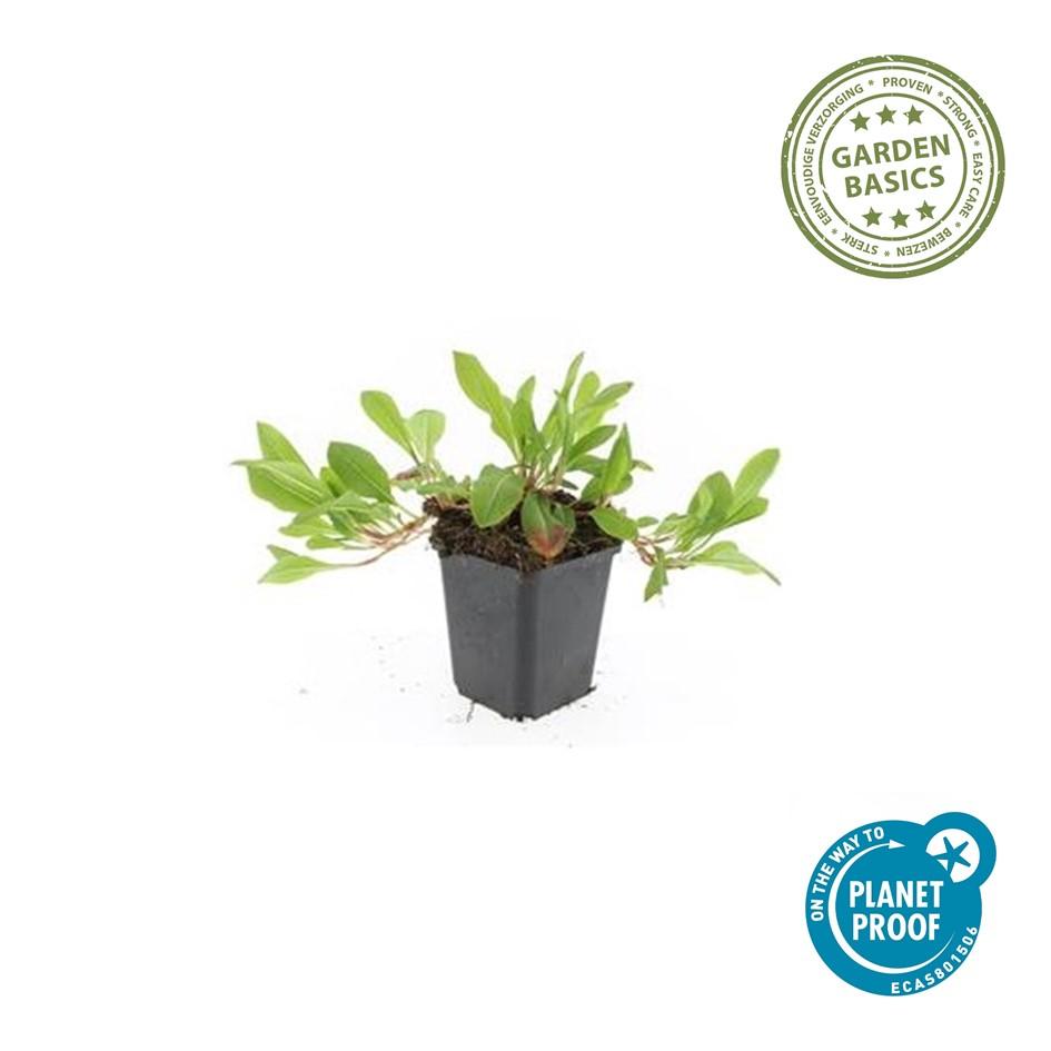 6x Persicaria aff. 'Darjeeling Red' en pot Ø9cm  Hauteur 10cm. Plante verte type 6x Persicaria aff. 'Darjeeling Red', livrée en pot, idéale pour intérieur lumineux. – Image 2