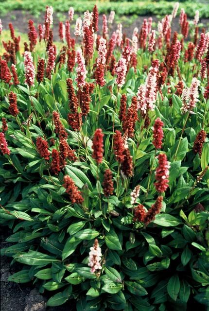 6x Persicaria aff. 'Darjeeling Red' en pot Ø9cm  Hauteur 10cm. Plante verte type 6x Persicaria aff. 'Darjeeling Red', livrée en pot, idéale pour intérieur lumineux. – Image 3