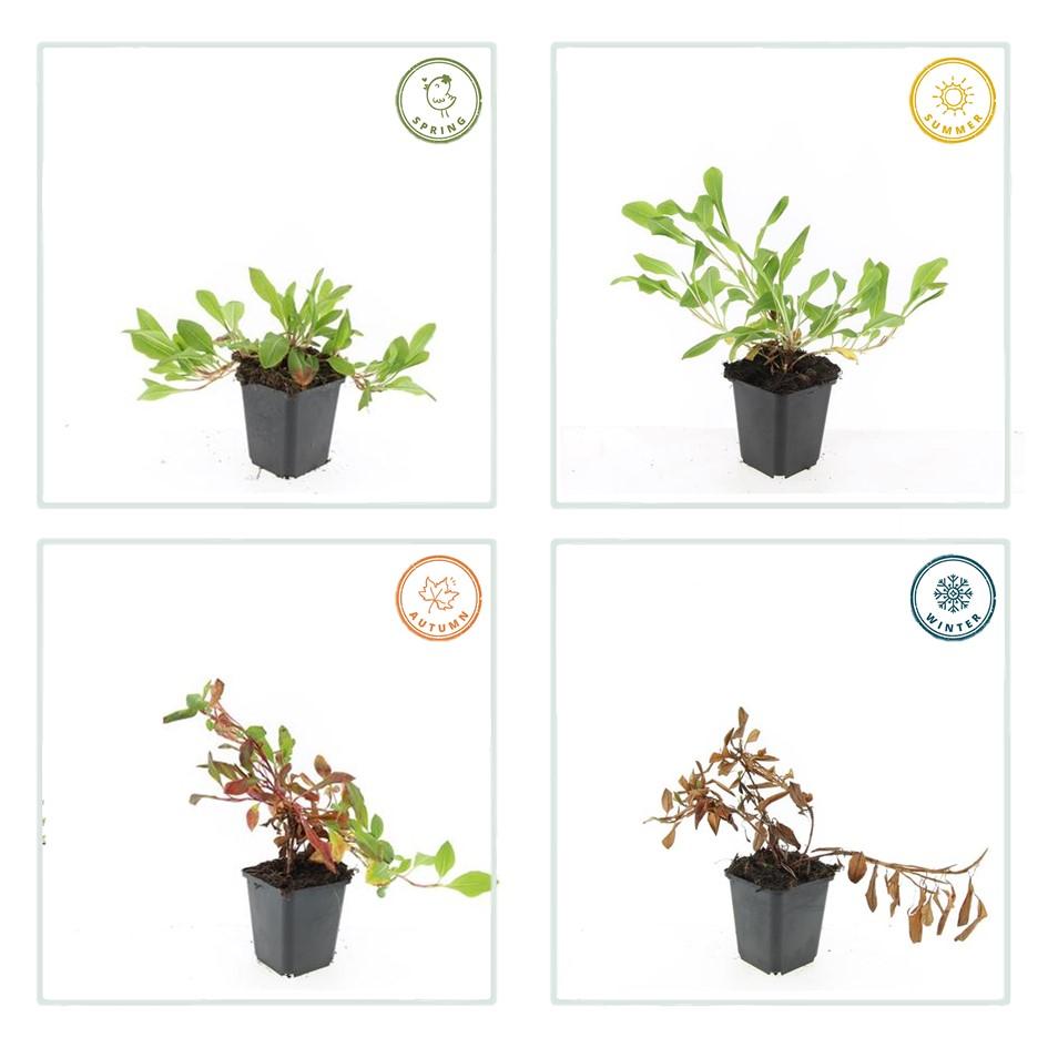 6x Persicaria aff. 'Darjeeling Red' en pot Ø9cm  Hauteur 10cm. Plante verte type 6x Persicaria aff. 'Darjeeling Red', livrée en pot, idéale pour intérieur lumineux. – Image 4