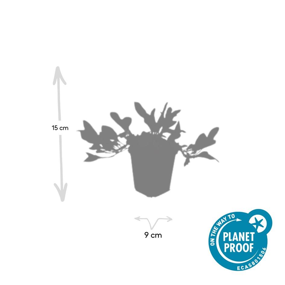 6x Persicaria aff. 'Darjeeling Red' en pot Ø9cm  Hauteur 10cm. Plante verte type 6x Persicaria aff. 'Darjeeling Red', livrée en pot, idéale pour intérieur lumineux. – Image 5