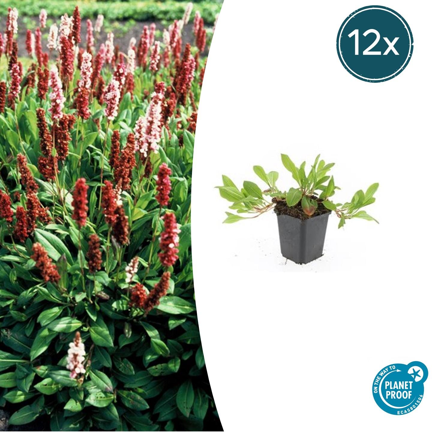 12x Persicaria aff. 'Darjeeling Red' en pot Ø9cm  Hauteur 10cm. Plante verte type 12x Persicaria aff. 'Darjeeling Red', livrée en pot, idéale pour intérieur lumineux.