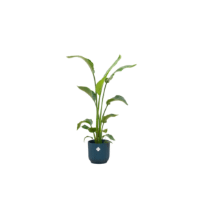 Combi deal en pot Ø22cm. Plante verte type Combi deal, livrée en pot, idéale pour intérieur lumineux.