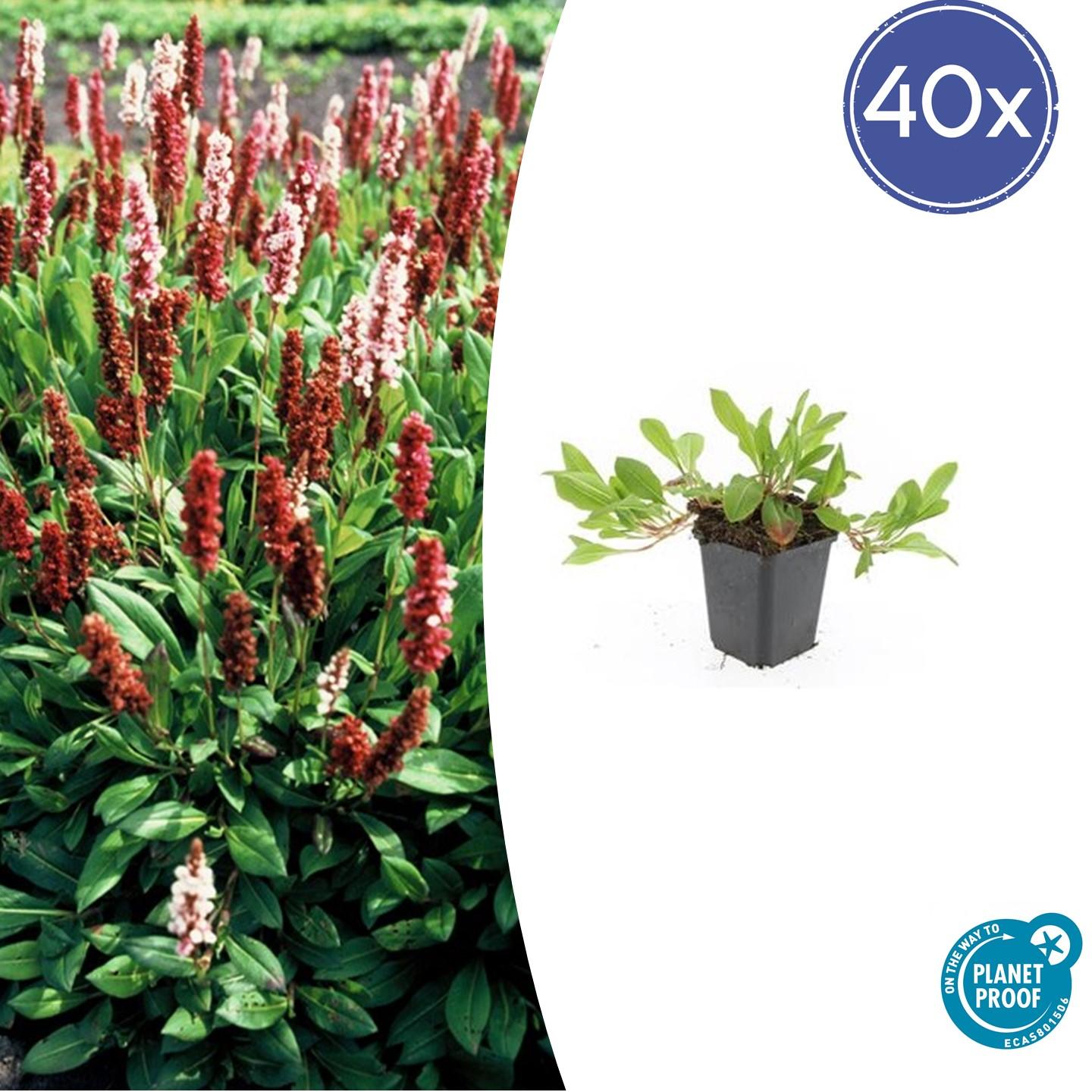 40x Persicaria aff. 'Darjeeling Red' en pot Ø9cm  Hauteur 10cm. Plante verte type 40x Persicaria aff. 'Darjeeling Red', livrée en pot, idéale pour intérieur lumineux.
