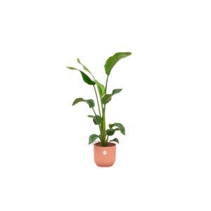 Combi deal en pot Ø22cm. Plante verte type Combi deal, livrée en pot, idéale pour intérieur lumineux.
